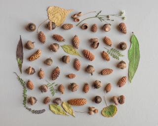 Acorns, pine cones, and leaves arranged on a white surface, photographed from above.