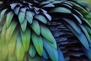 A close-up of irridescent green, blue, and teal bird feathers.