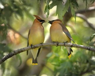 A pair of cedar waxwings together on a branch