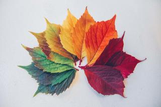 An array, fan-like, of leaves ranging from green to gold to rust to red.