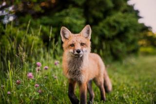In a meadow, a small curious fox approaches the camera.