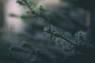 Close-up study of a fir branch, with green needles