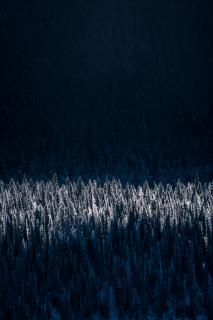 Moonlight shines down on a thick forest of evergreen trees, dusted with snow