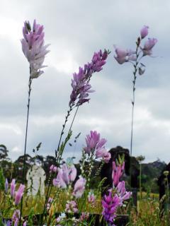 lavendar wildflowers in foreground; gravestone behind