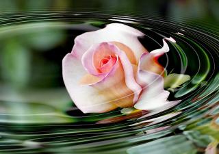 Flower_ripples_on_water