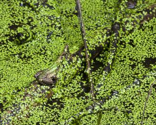 Against a pond whose surface is entirely covered with small green leaves, a green frog hides in plain sight.