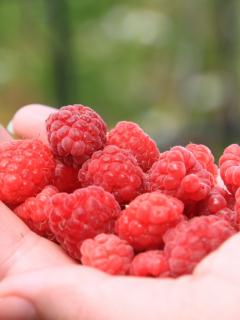 Yummy raspberries in the palm of a hand.