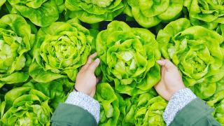 Seen from above, a person's hands reach down to grasp a head of lettuce from a flat full of lettuce.