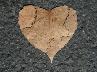 Heart-shaped dead leaf on pavement
