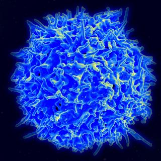 Scanning electron micrograph of a human T lymphocyte (also called a T cell) from the immune system of a healthy donor, glowing blue on a black field.