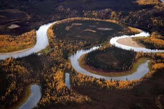 The Kanuti River winds through banks of golden trees in autumn on the Kanuti National Wildlife Refuge in Alaska.