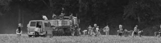 migrant workers, in a field, harvest sweet potatoes in Johnston County, North Carolina.