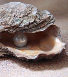 Oyster with a pearl inside