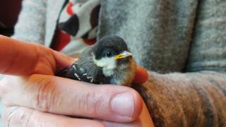 A small bird (pied wagtail) in someone's hand.