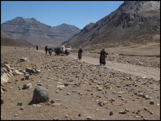 Pilgrims and yaks walk the Tibetan Buddhist "kora," or pilgrimage.