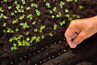 A hand plants a row of seeds in soil, with tiny seedlings emerging from elsewhere in the soil.