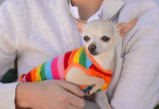 Chihuahua in a rainbow sweater being held by a human