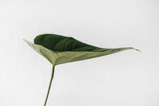 A single tropical green leaf against a white wall.