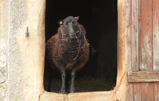 In the doorway of a barn, a wooly black sheep looks straight into the camera, smiling (yes, smiling)