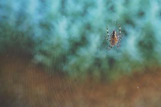 Against a blurred blue and brown background, a spider sits in the center of her web.