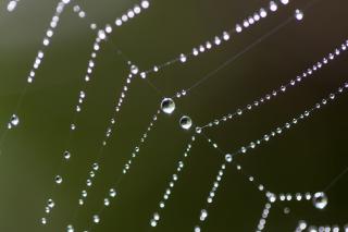 small beads of dew strung, like pearls, on the strands of a spider web