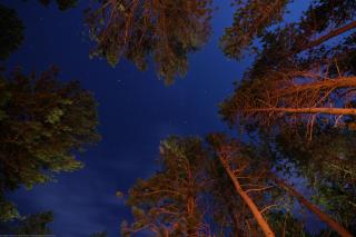 a view from the ground, looking up, at the tops of evergreen trees with a starry sky above. A warm glow of campfire is reflected off of the trees' trunks.