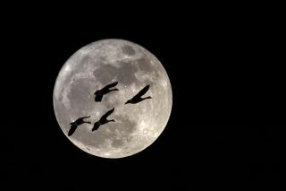 The silhouette of geese against a full moon 
