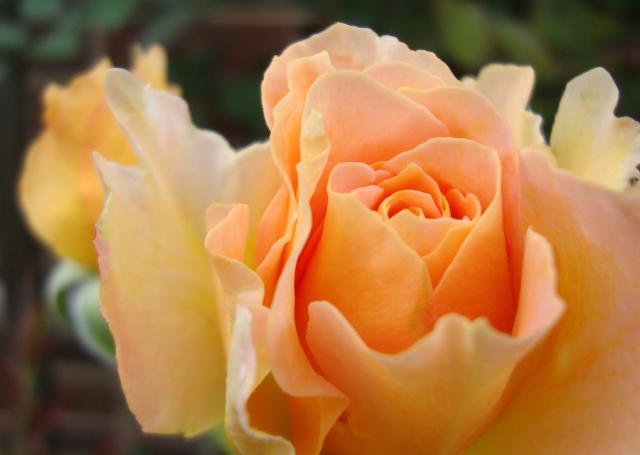 Our Desire is a Gift from the Stars