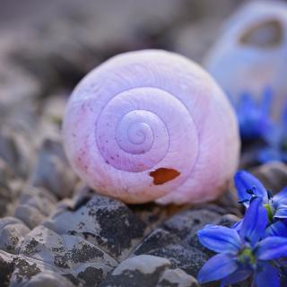 On a bed of rocks, an empty pink snail shell has a small hole. Purple flowers rest nearby.
