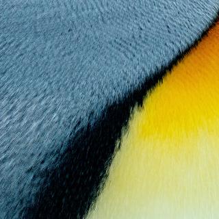 A swoop of gray, a thread of black, and another swoop of gold are a close-up of feathers on a penguin's shoulder.