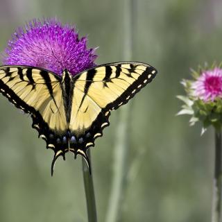 A buttery-yellow butterfly, with black stripes, rests on a vivid pink flower.
