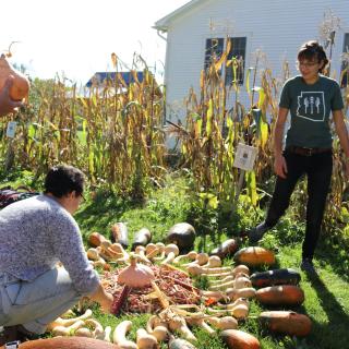 Students from the Native Food & Farming class harvest corn, beans, and squash from the Sterling Abenaki Heritage Garden, arranging the vegetables in a circular altar.