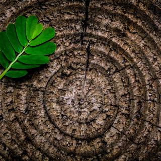 A spring of green leaves rests on a cut of tree trunk, revealing many rings of growth
