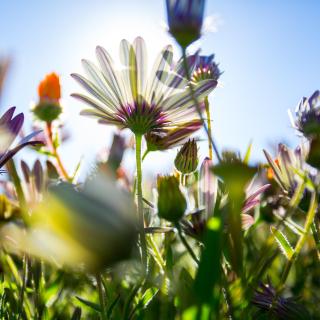 A low angle photo to give an unusual perspective of the wild daisies which appear every spring along the West Coast in South Africa. 