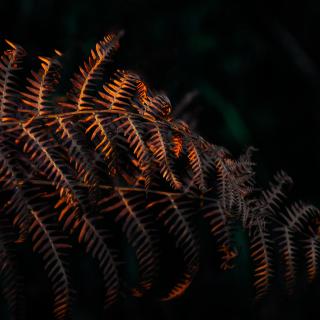 Deep orange sunlight falls on a single fern stalk.