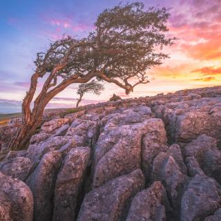 A vibrant colourful sunset or sunrise sky over limestone pavement landscape and a wind-bent English Hawthorn tree at Twisleton Scar, in the Yorkshire Dales National Park, UK