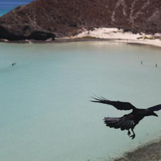 A crow, wings outstretched, soars over a beautiful beach.