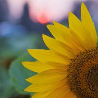 A beautiful sunflower outdoors