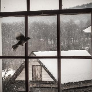 With a snow-covered landscape visible outside, a bird trapped inside of a window flaps its wings.