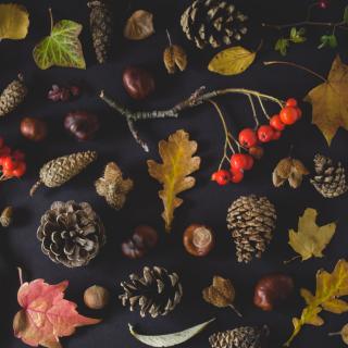 A collage of autumnal gatherings from nature on a dark background.