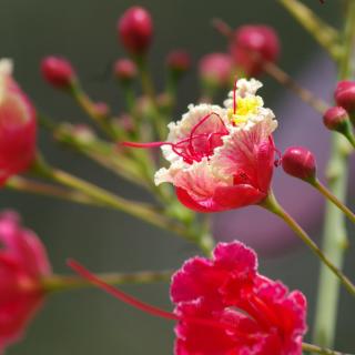 A close-up of bright pink peacock flower buds, with a couple of flowers opening.