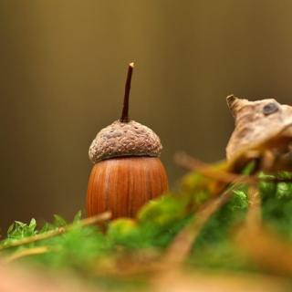 An acorn standing on end, peeking over some moss and leaf litter.