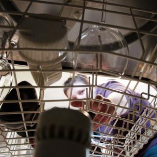 From inside a dishwasher, a person leans over and reaches for a dish on the rack.