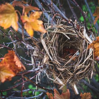 Gold and red autmn leaves surround an abandoned bird's nest