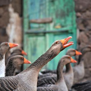 A flock of gray geese, one of which is in mid-honk.