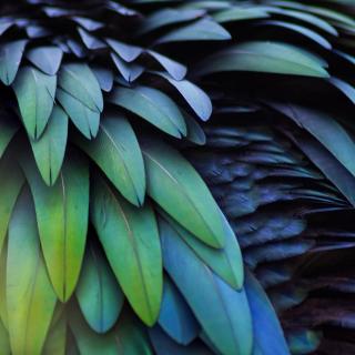 A close-up of irridescent green, blue, and teal bird feathers.