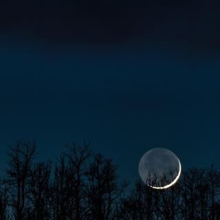 A crescent moon in the dark silhouette of evergreen trees, against a deep blue night sky
