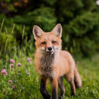 In a meadow, a small curious fox approaches the camera.