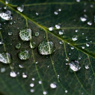large_greenleaf_many_raindrops