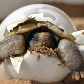 Tortoise hatching from an egg